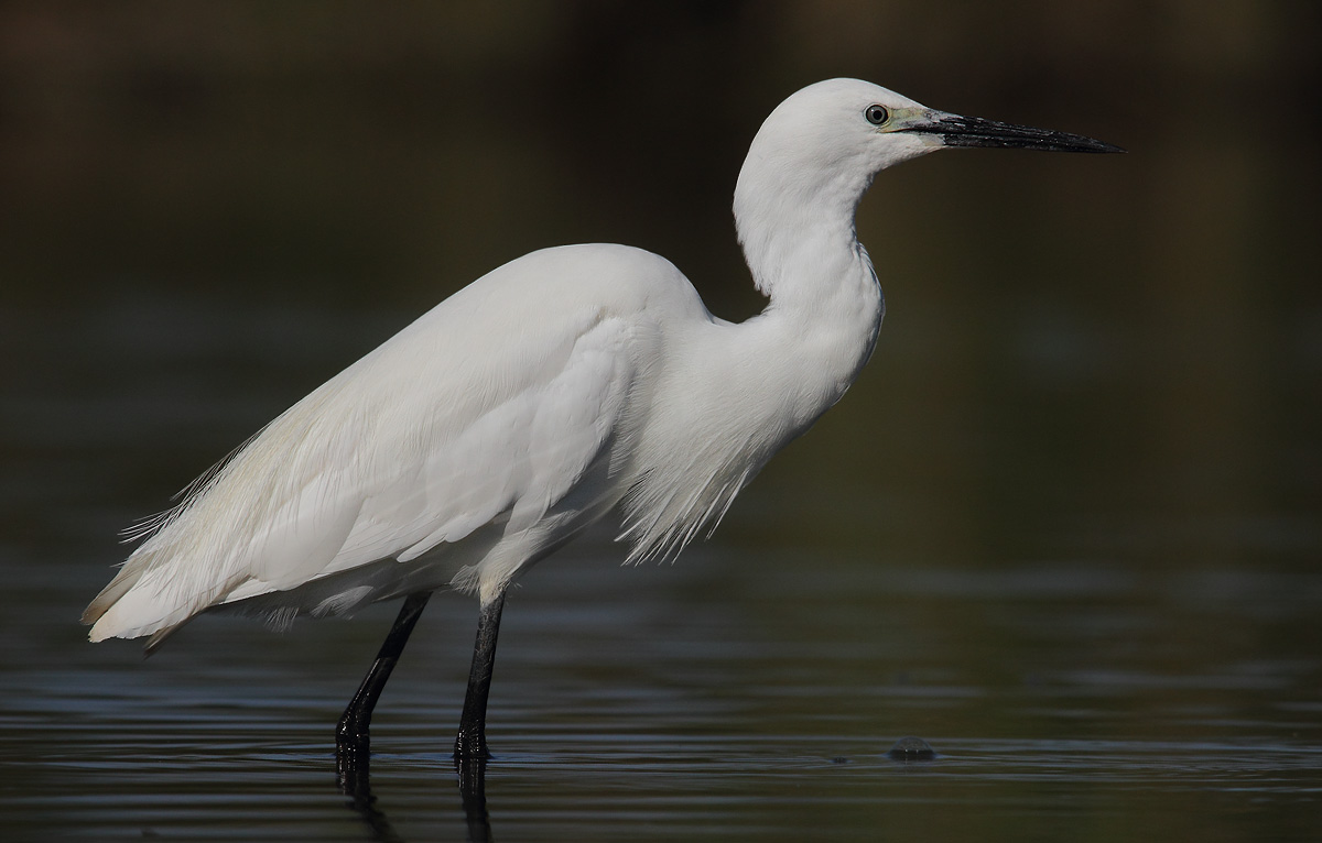 Egret