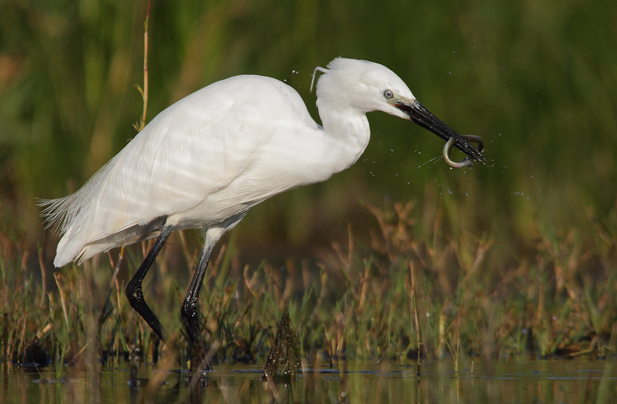 Egret