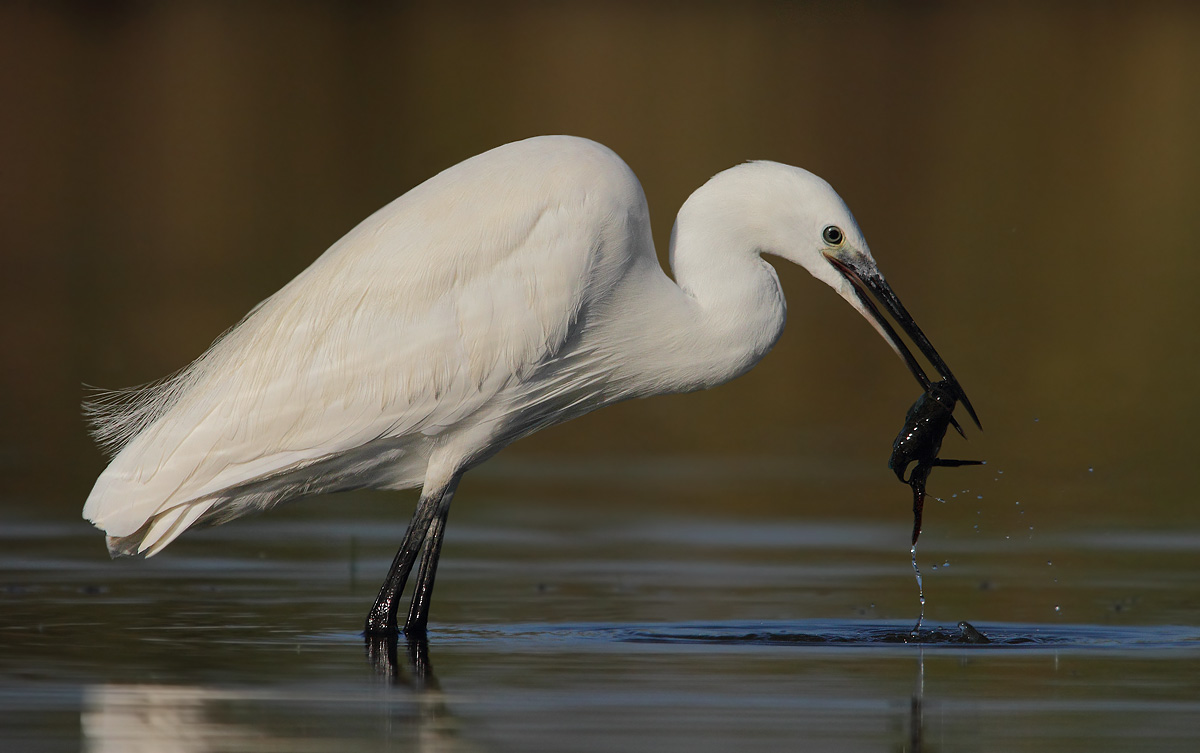Egret