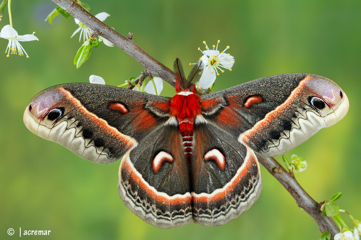 Cecropia Moth