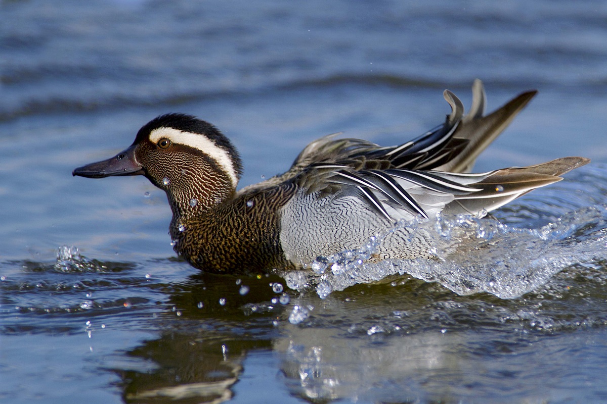 Garganey