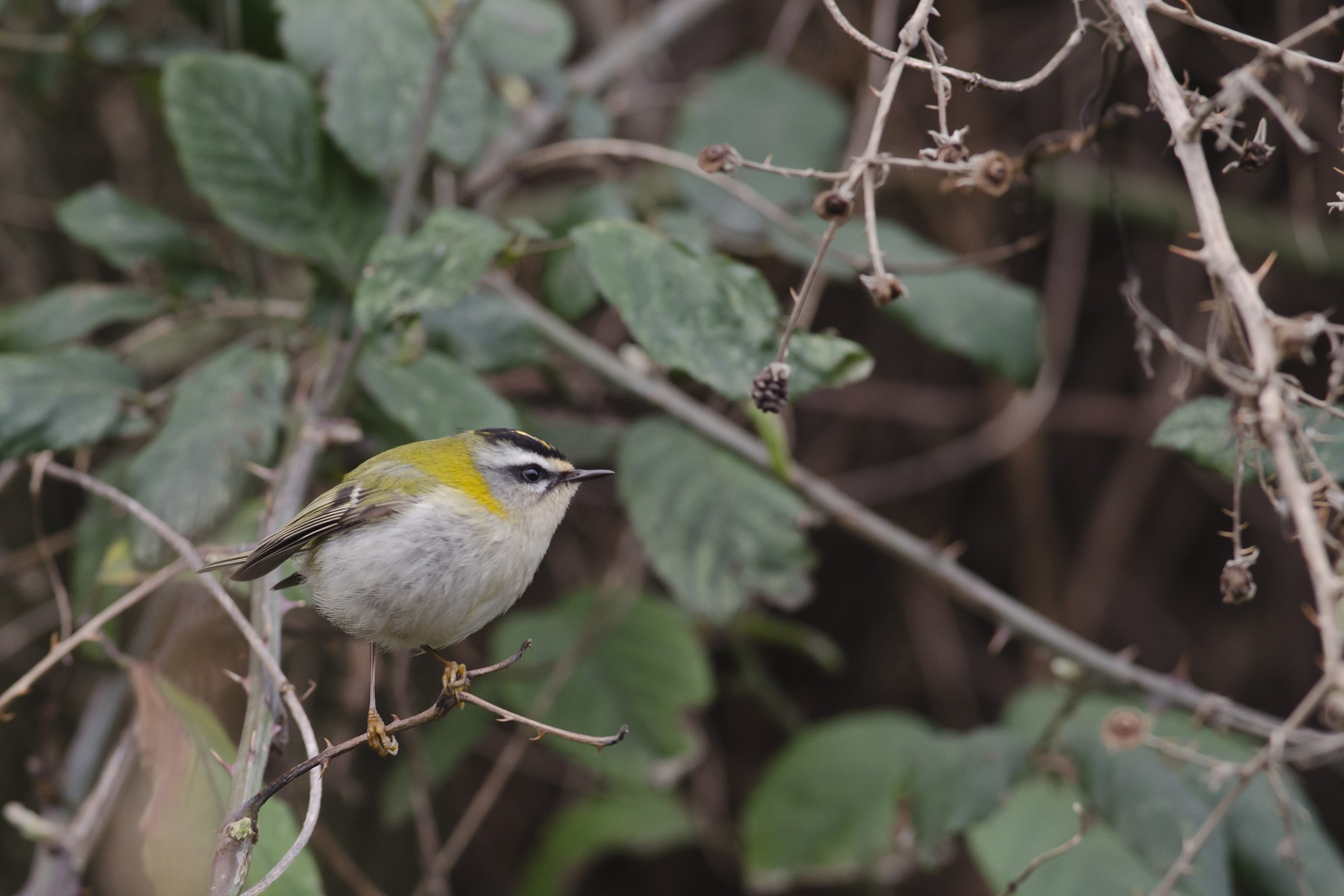 Firecrest