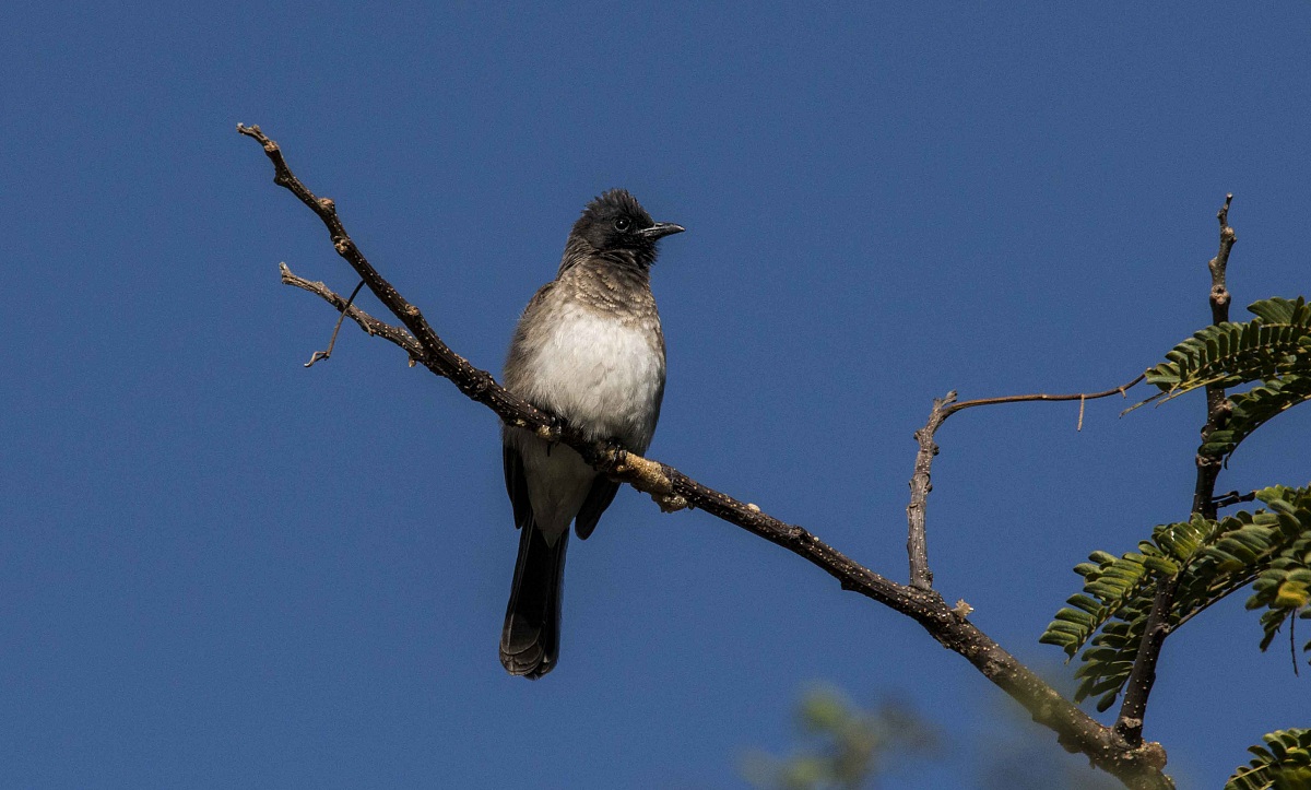 Common Bulbul - Ethiopia