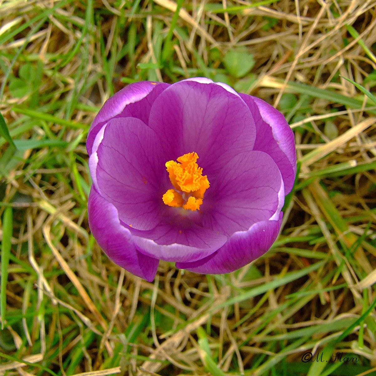A particular crocus with eight petals