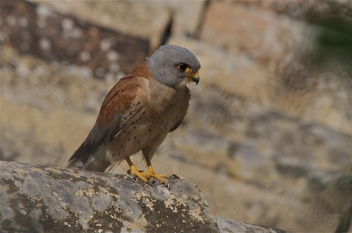 Still one of the many - Lesser Kestrel
