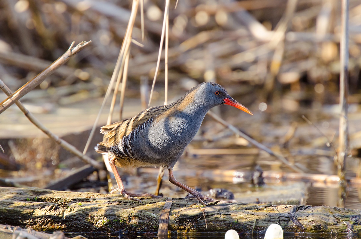Porciglione ambientato