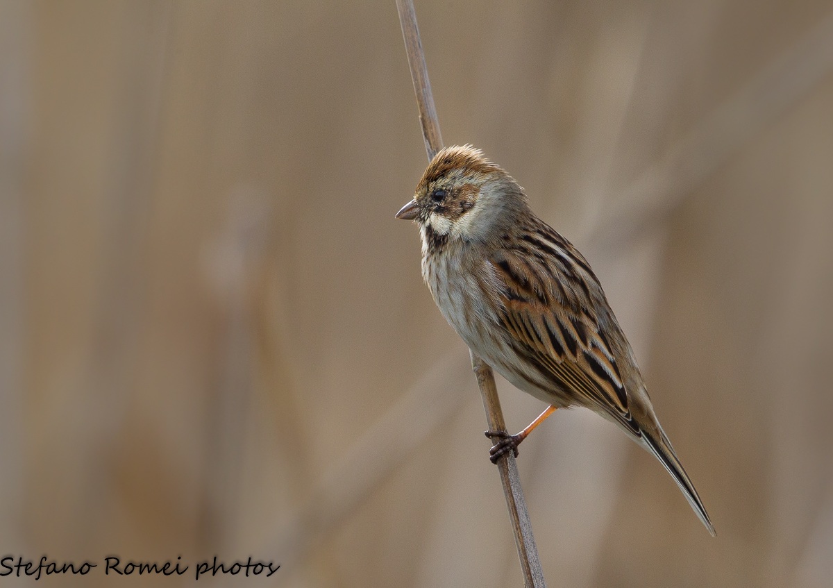migliarino di palude