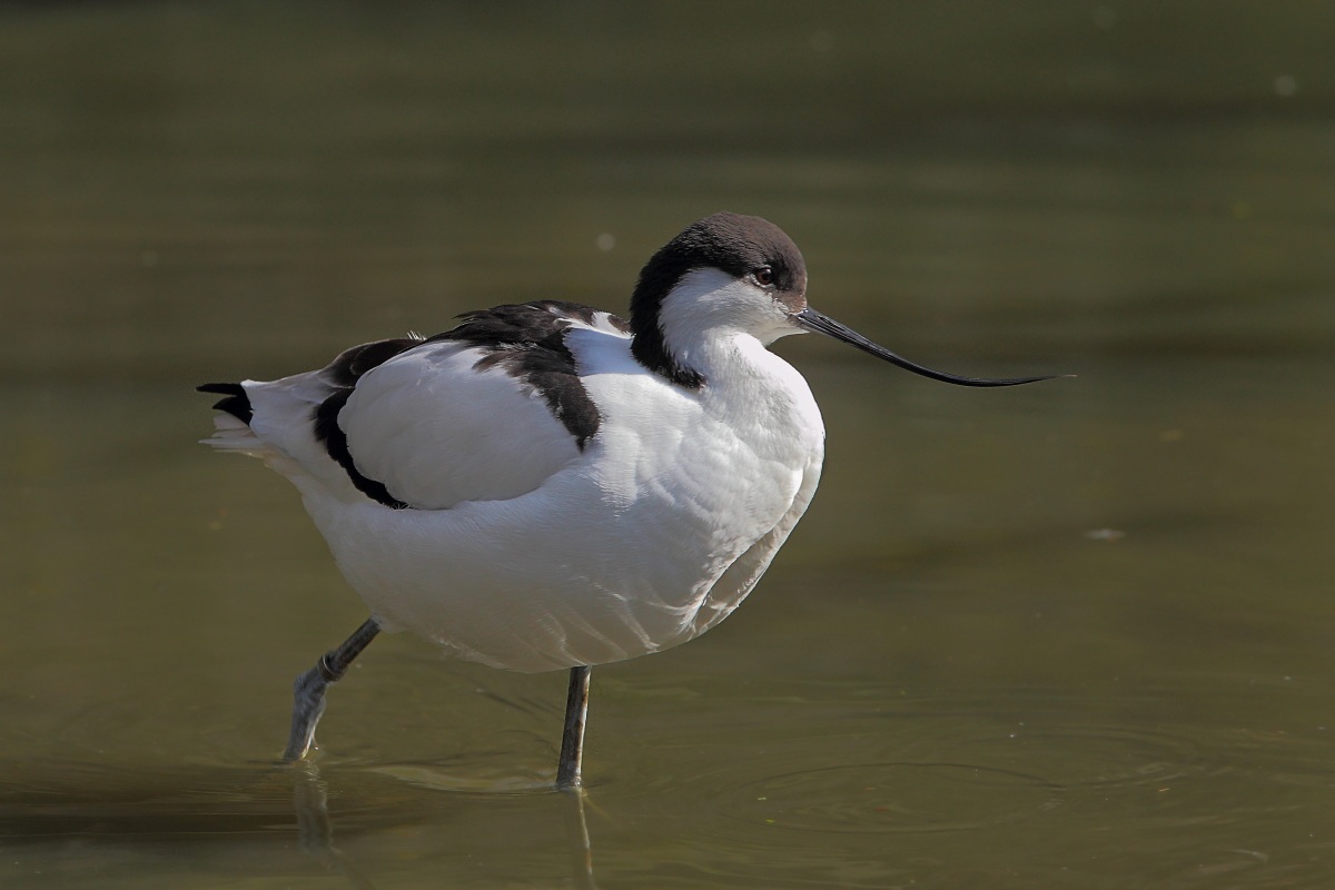 Avocetta