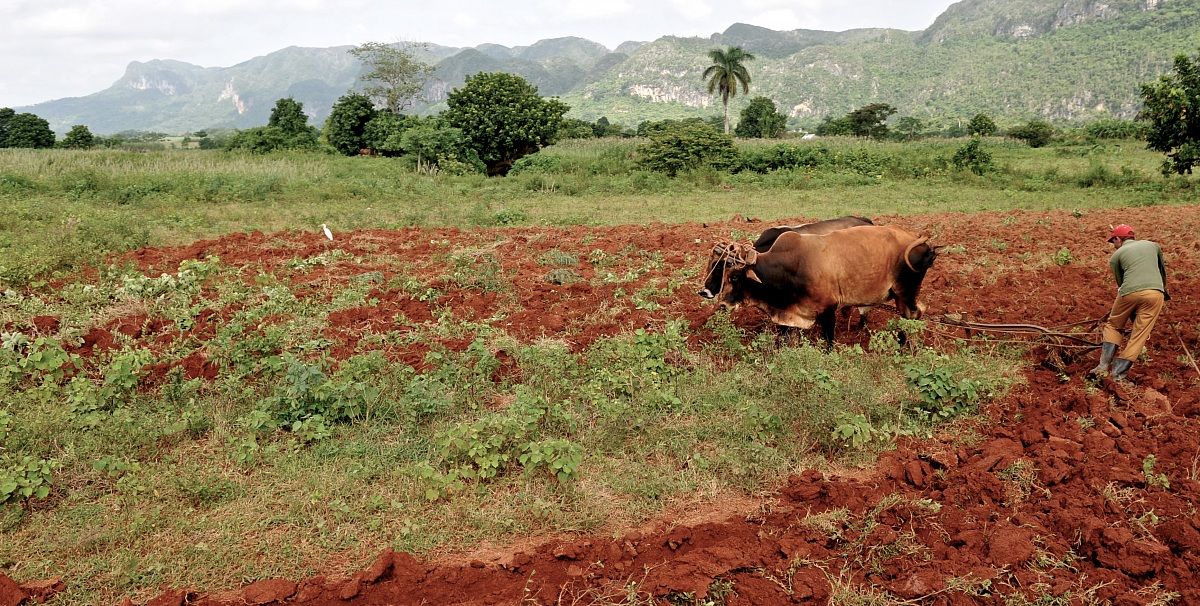 plowing in Cuba