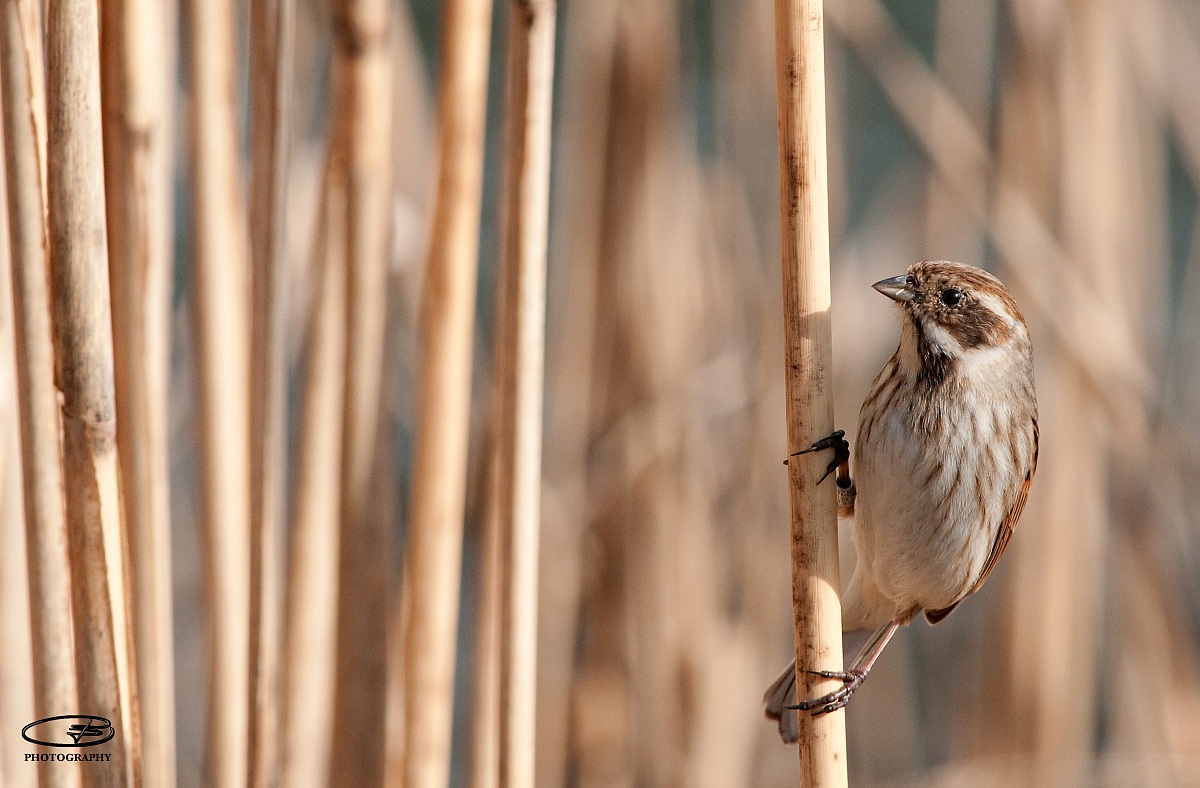 migliarino in the reeds