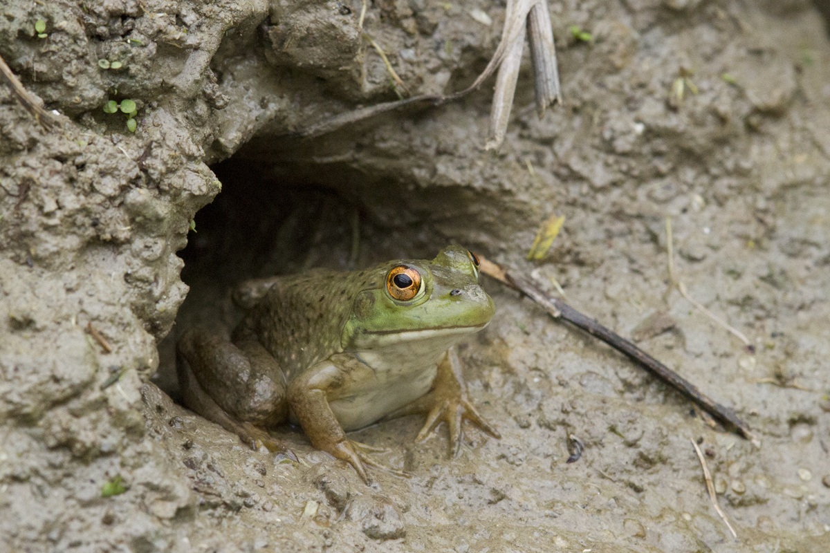 Bullfrog young