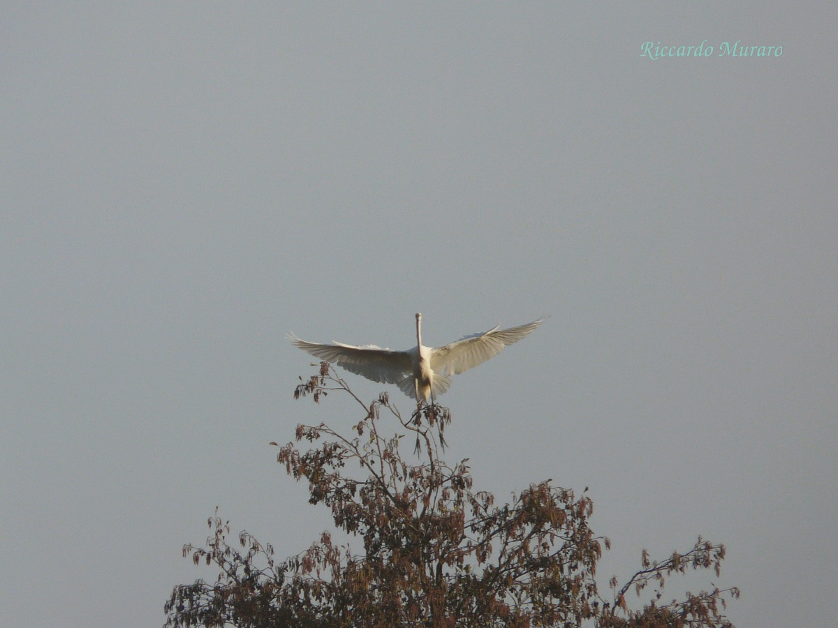 Great White Egret