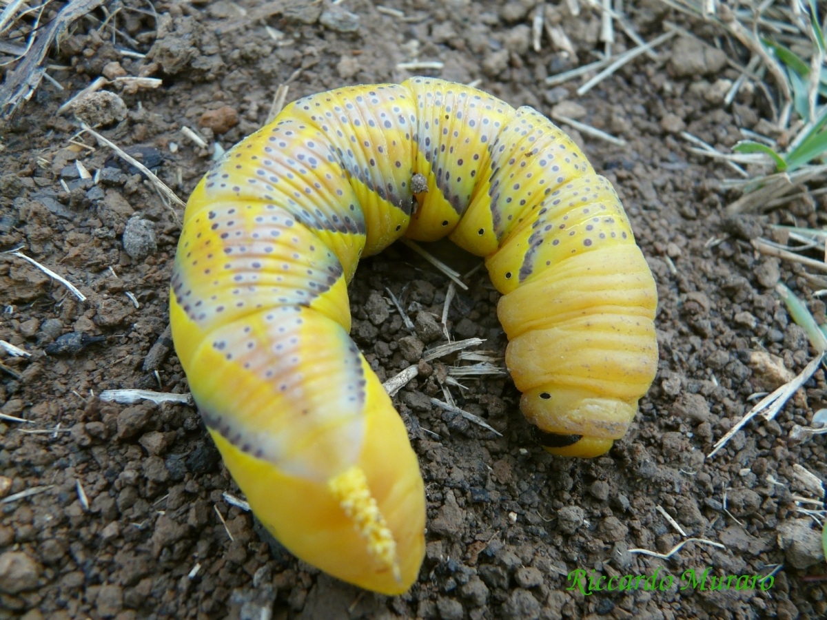 Larva of moth