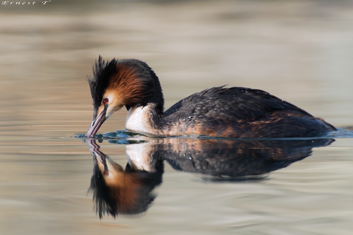 Great Crested Grebe