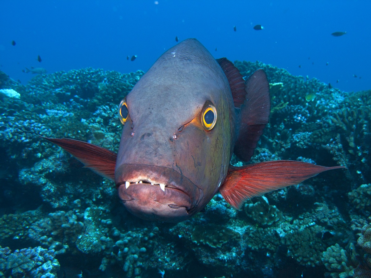 Two-spot Snapper (Lutjanus Bohar) - Garuae Pass