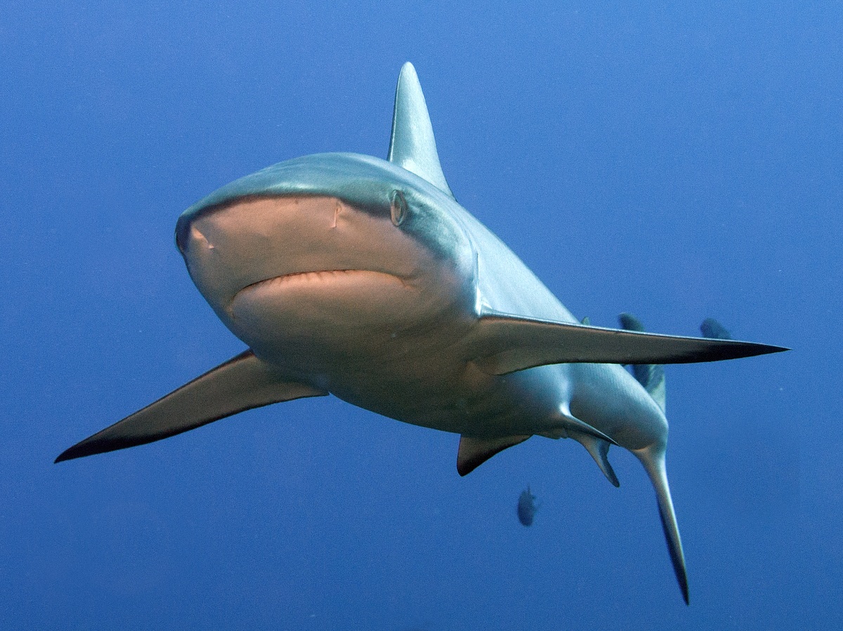 Grey Reef Shark (Carcharhinus amblyrhynchos)