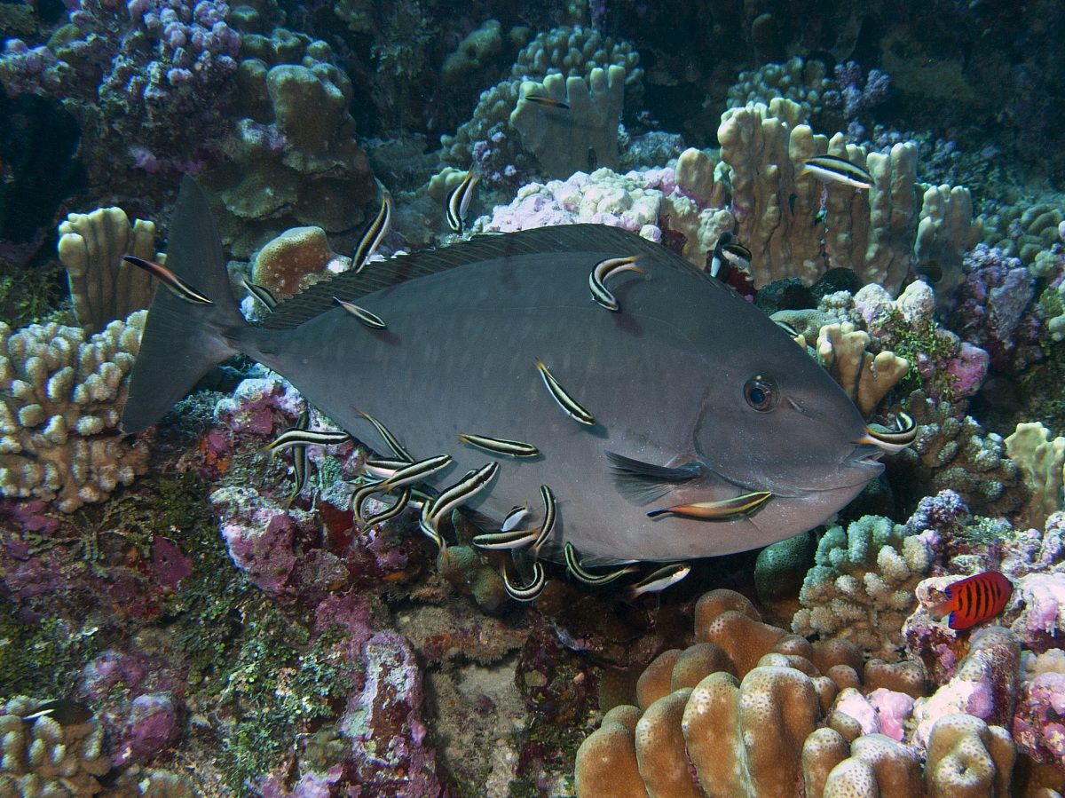 Sleek Unicornfish (Nose hexacanthus) & Cleaner Wrasses