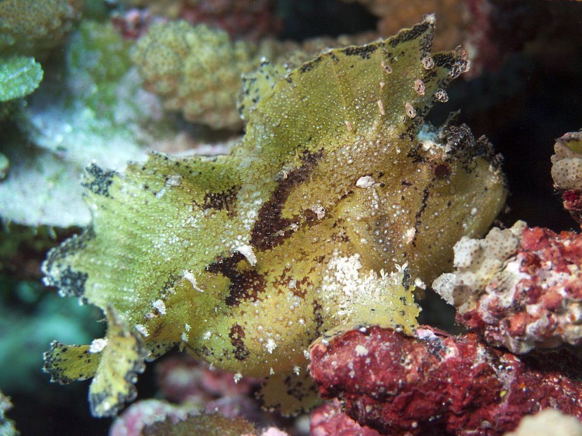 Pregnant Leaf Scorpionfish (Taenianotus triacanthus)