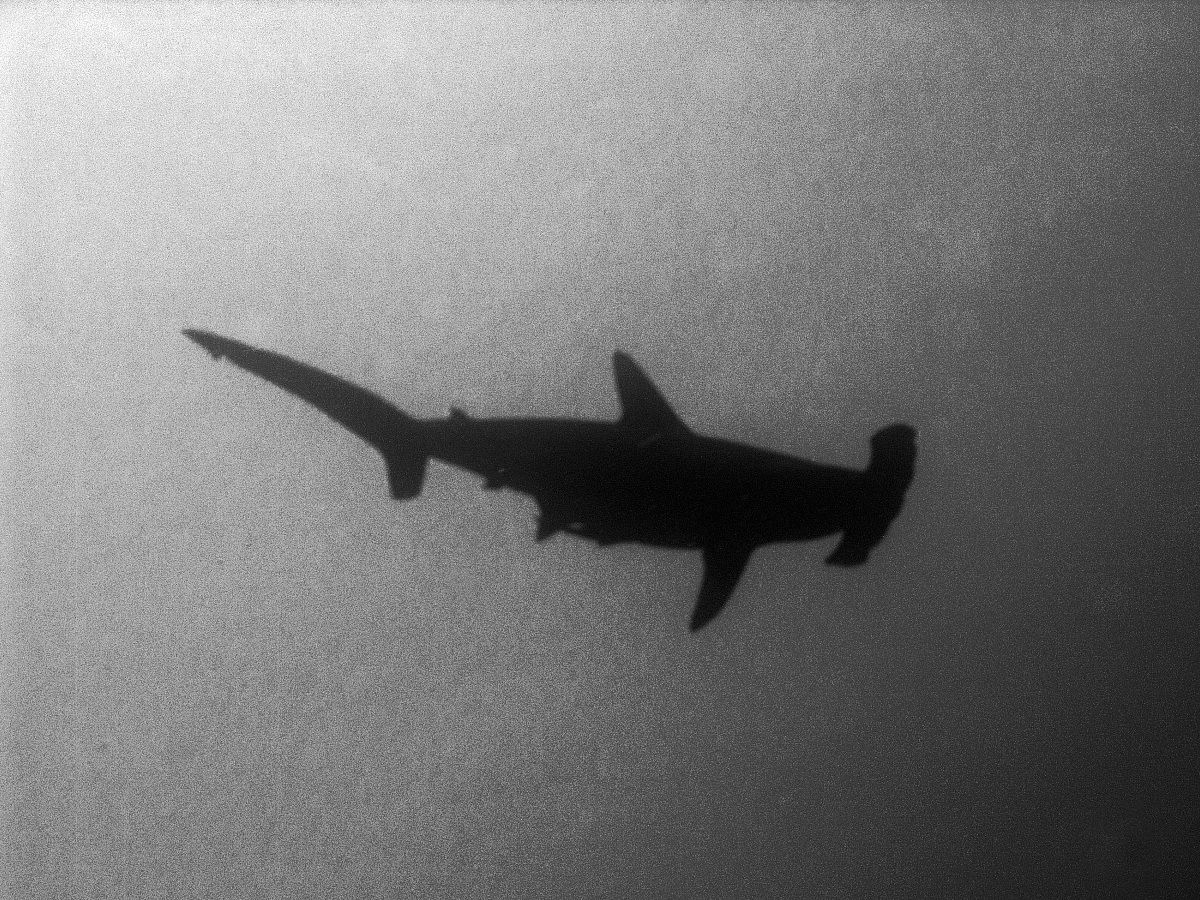 Great Hammerhead (Sphyrna mokarran)