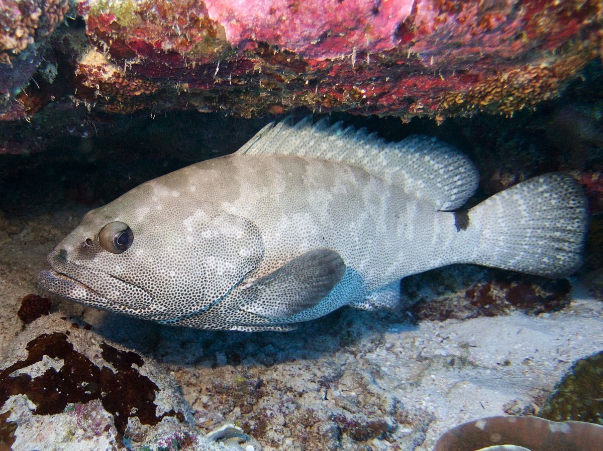 Camouflage grouper (Epinephelus polyphekadion)