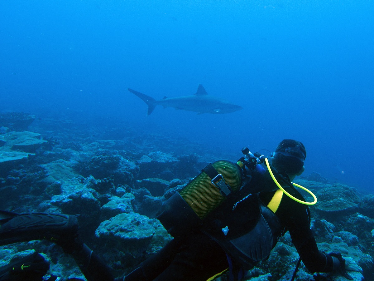 Silvertip Shark (Carcharhinus albimarginatus)