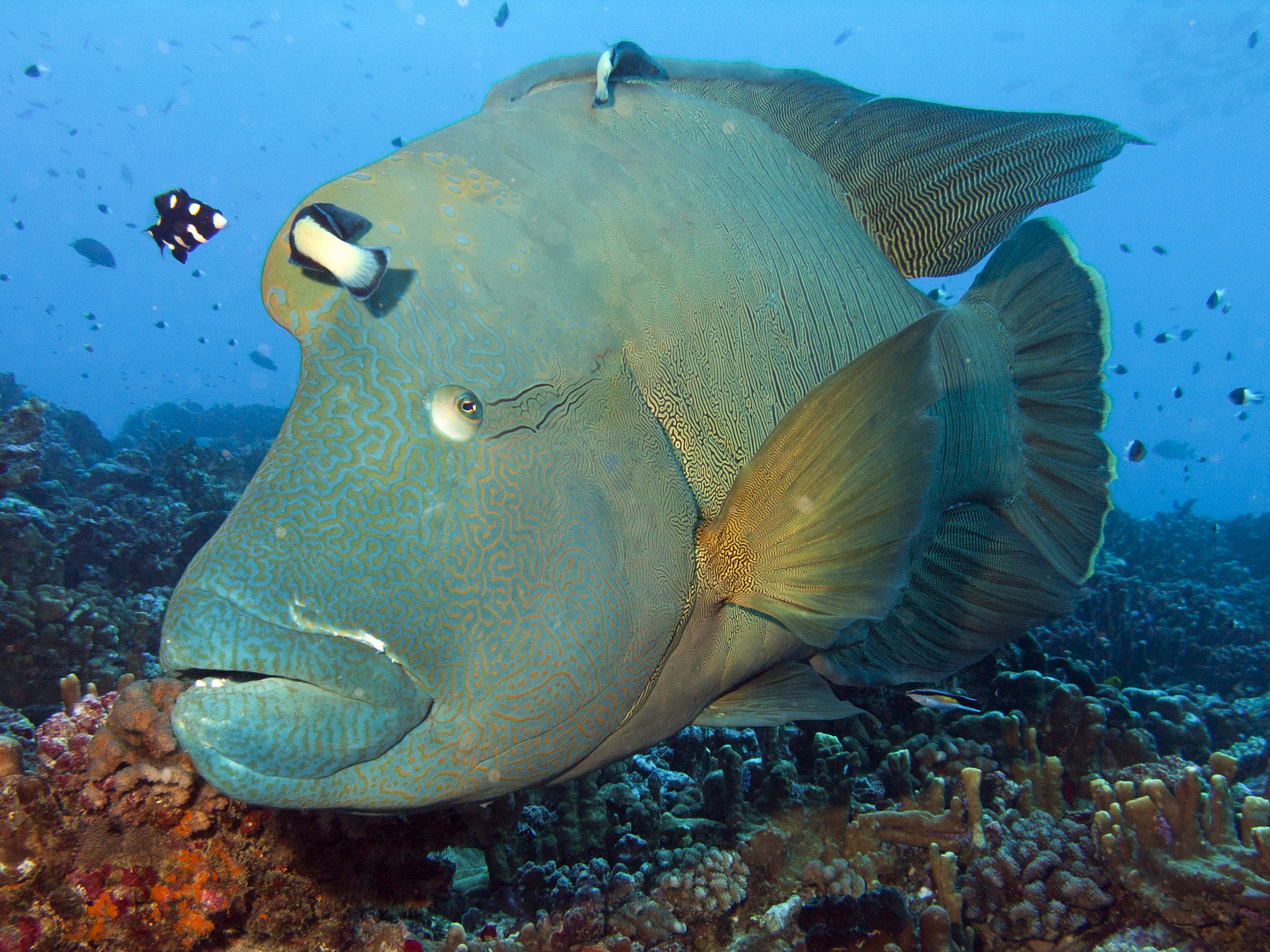 Napoleon wrasse (Cheilinus undulatus)