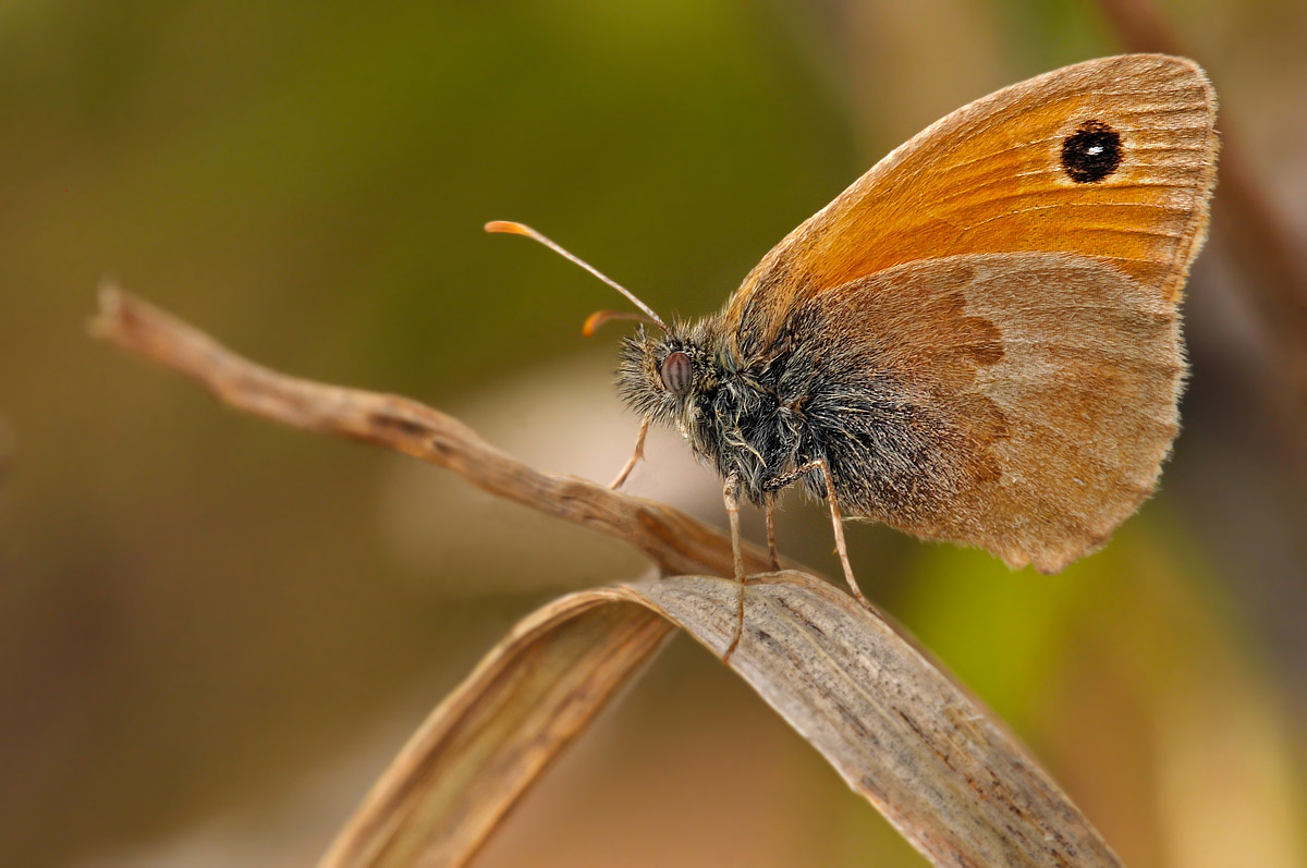Coenonympha Pamphilus