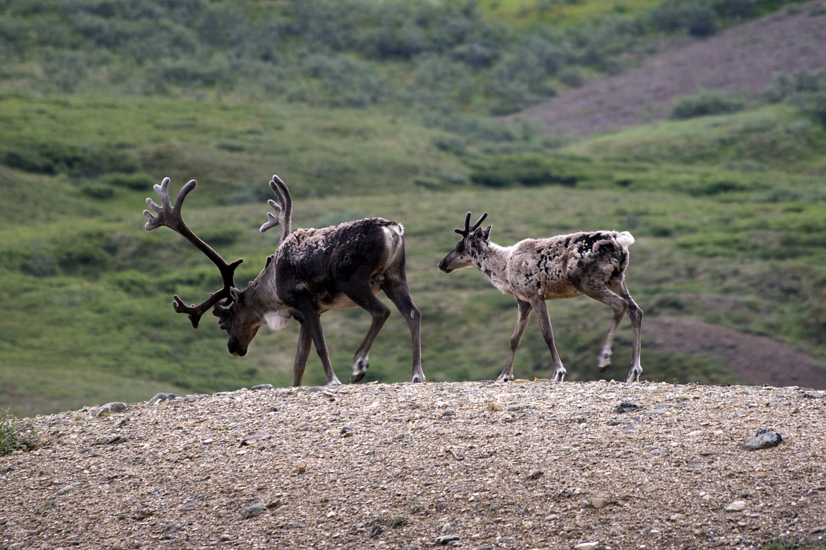 Caribou (Rangifer tarandus) - Denali National Park