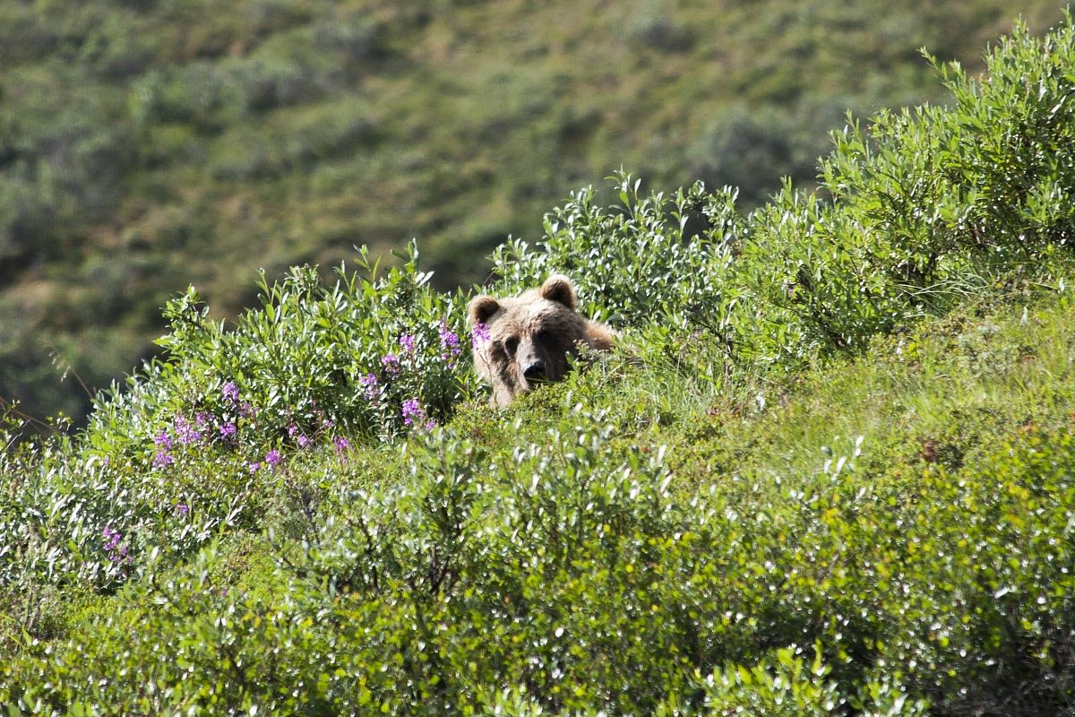 Grizzly Bear (Ursus arctos) - Denali National Park