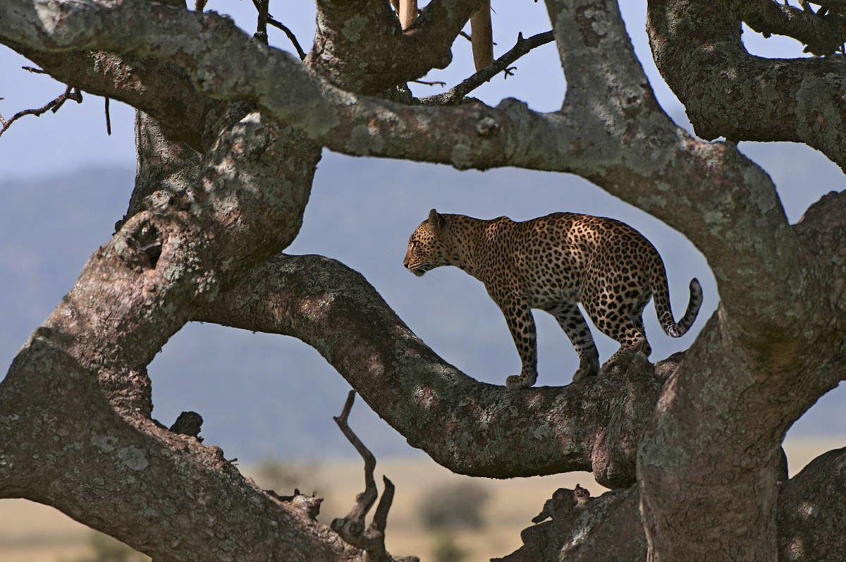 The window on the savannah