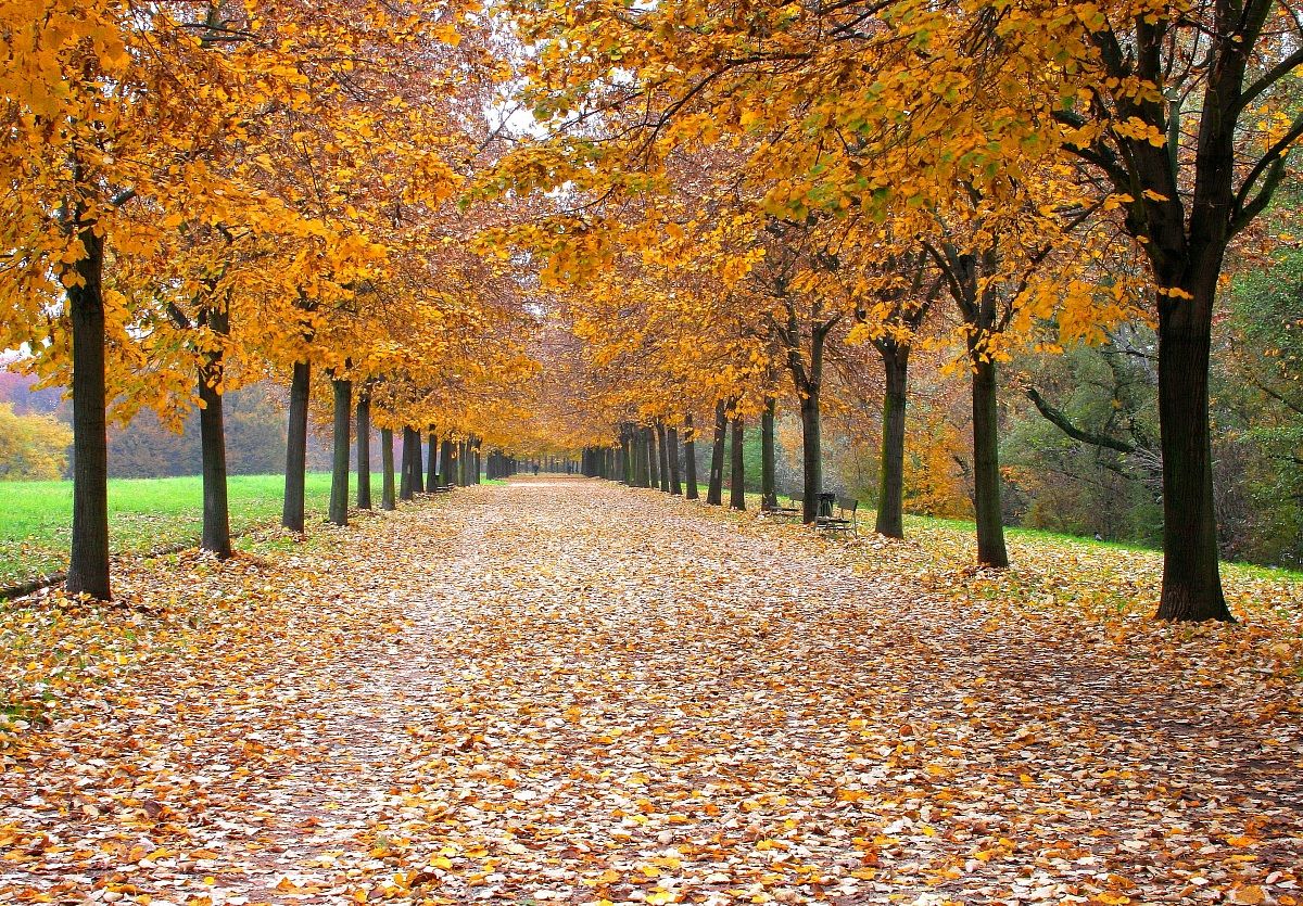 park of the collection (to)