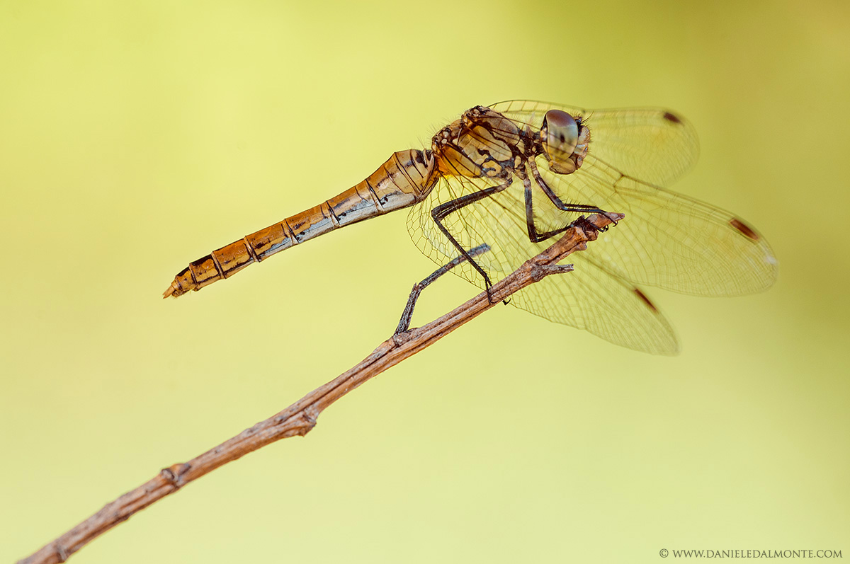 Dragonfly