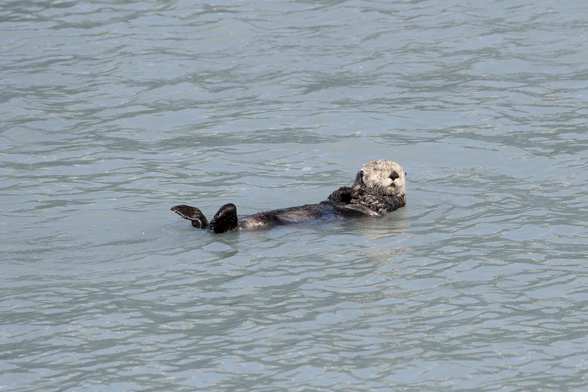 Sea Otter (Enhydra lutris kenyoni) - Valdez