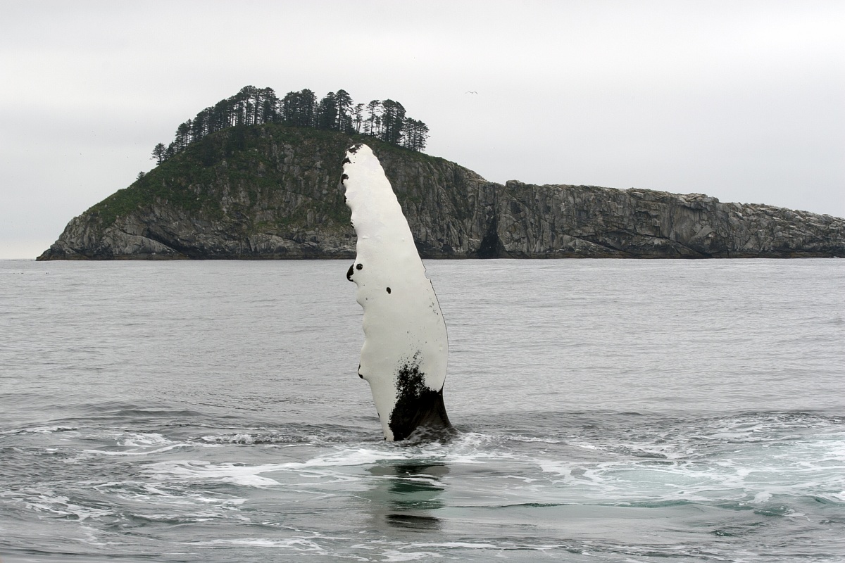 Humpback Whale (Megaptera novaeangliae) - Kenai Fjords