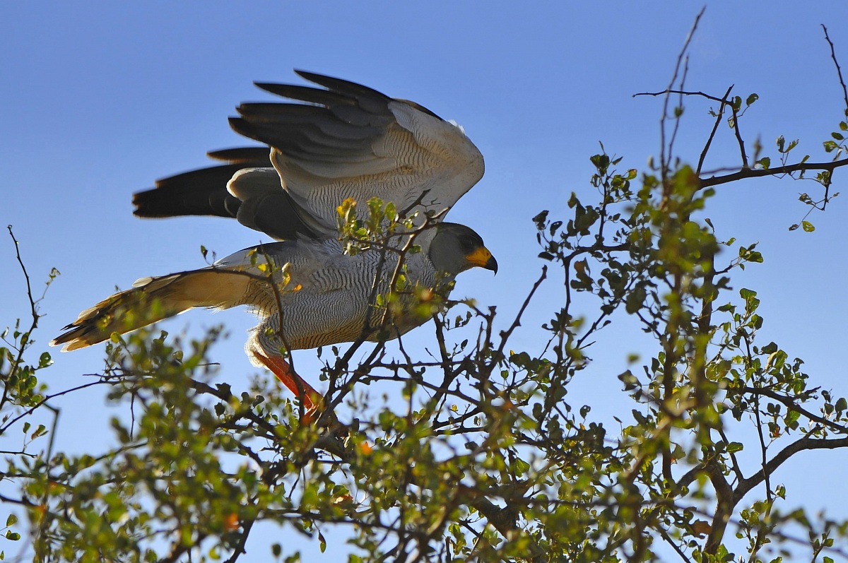 Hawk goshawk singer