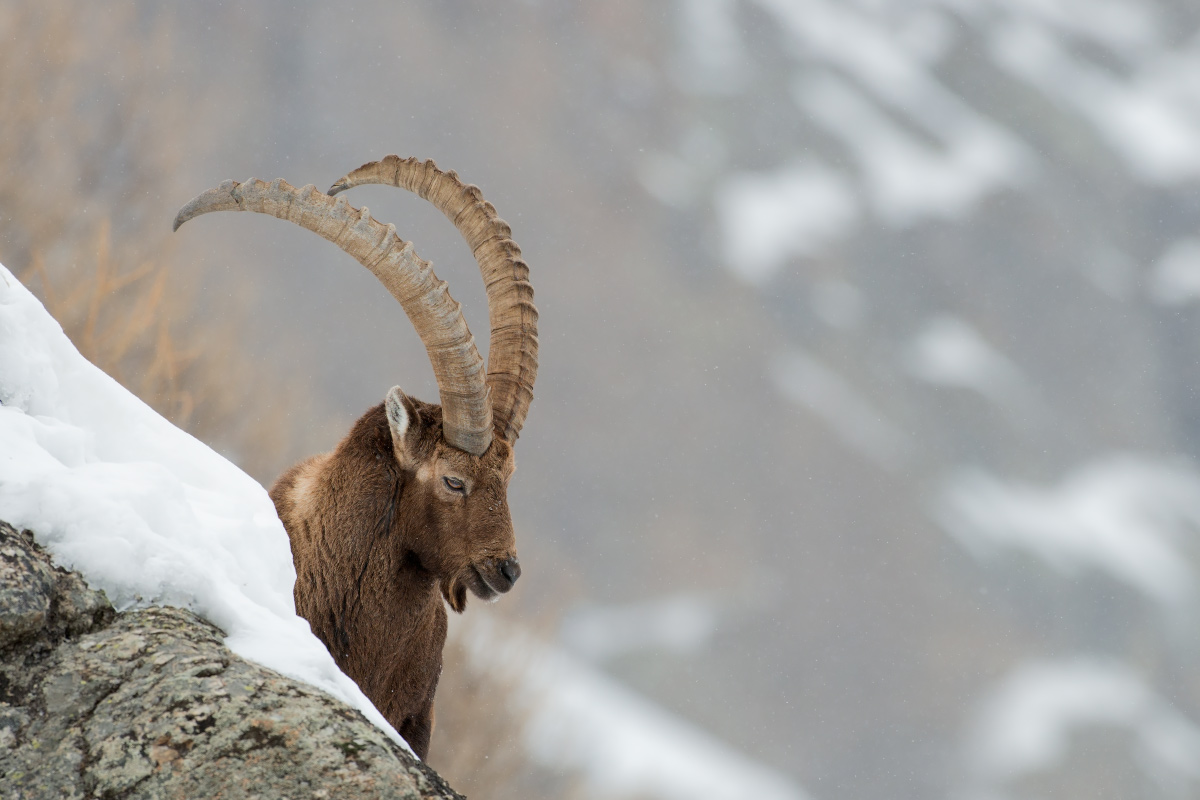 Ibex