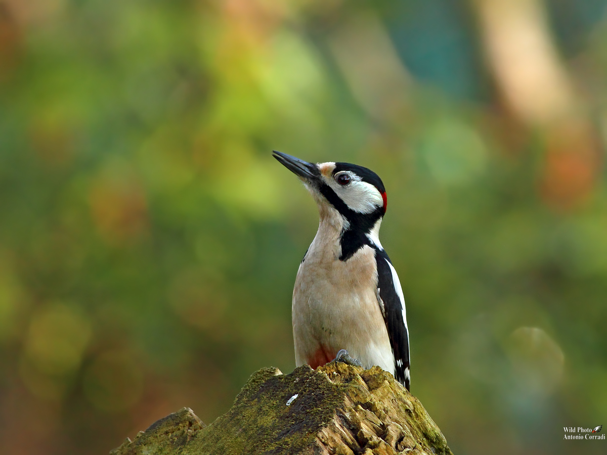 Picchio Rosso Maschio