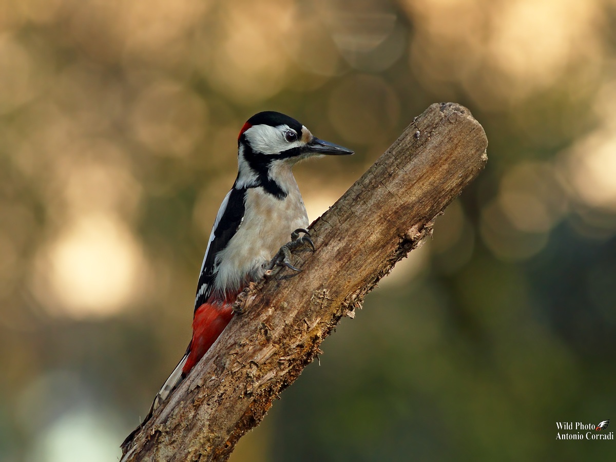 Picchio Rosso Maschio