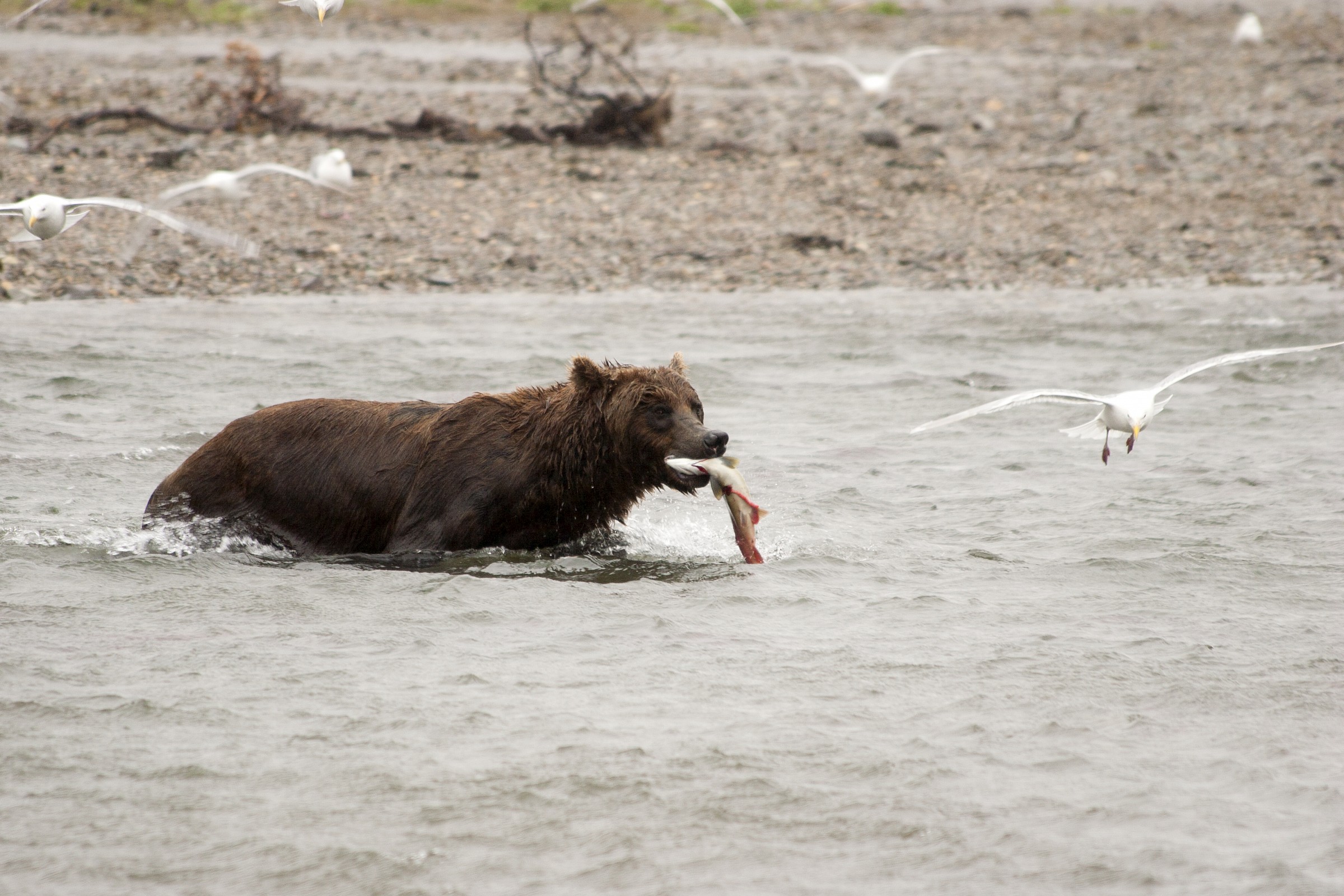 Grizzly Bear (Ursus arctos) Fishing Salmon, Katmai NP