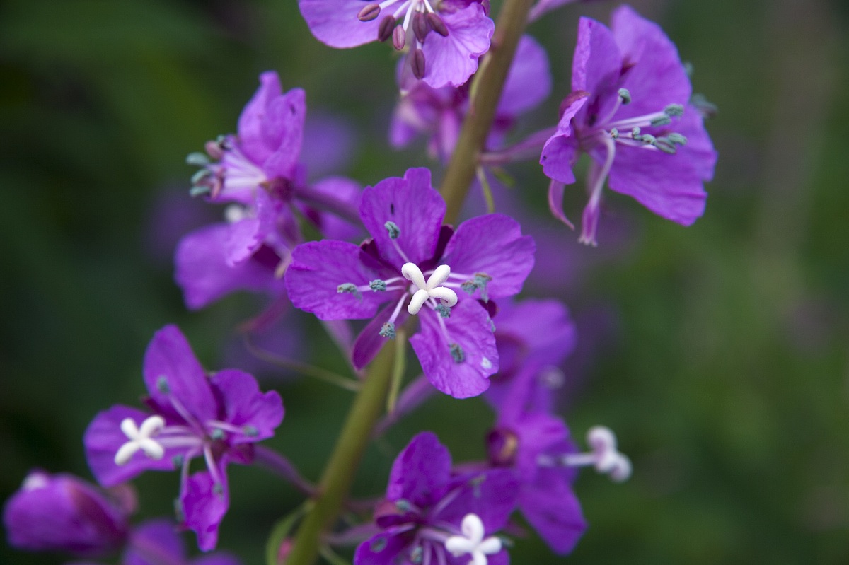 Fireweed Flowers (Chamerion angustifolium)