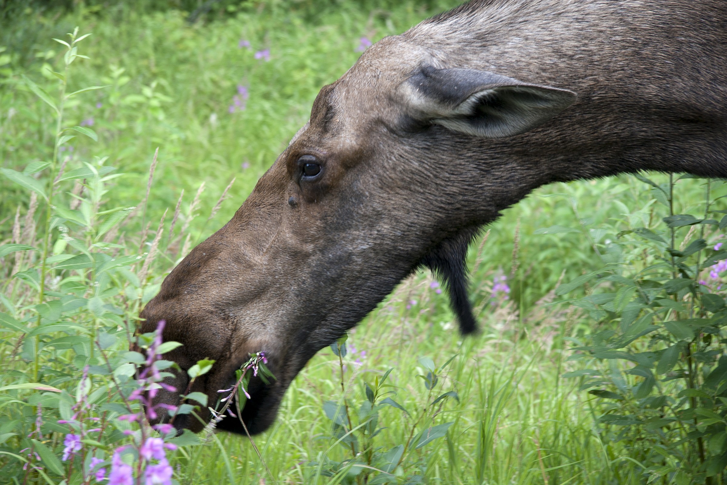 Female Moose (Alces alces gigas)