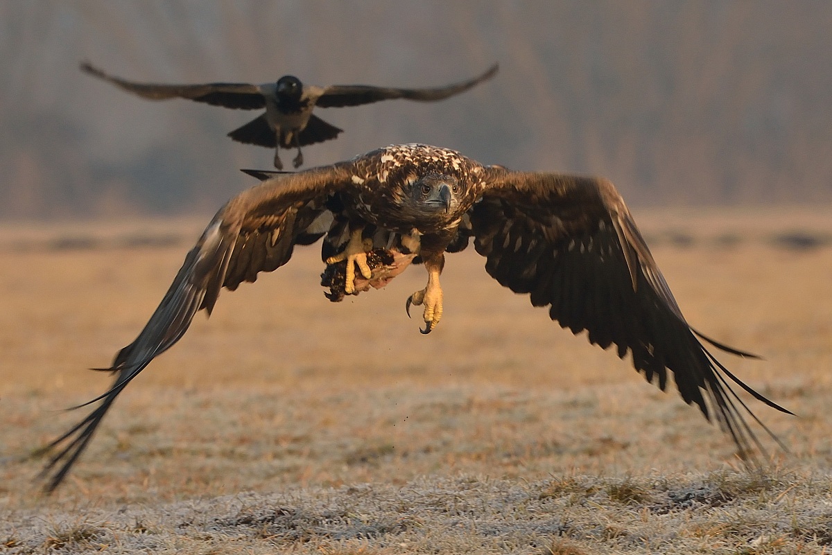 aquila di mare la fuga con la preda