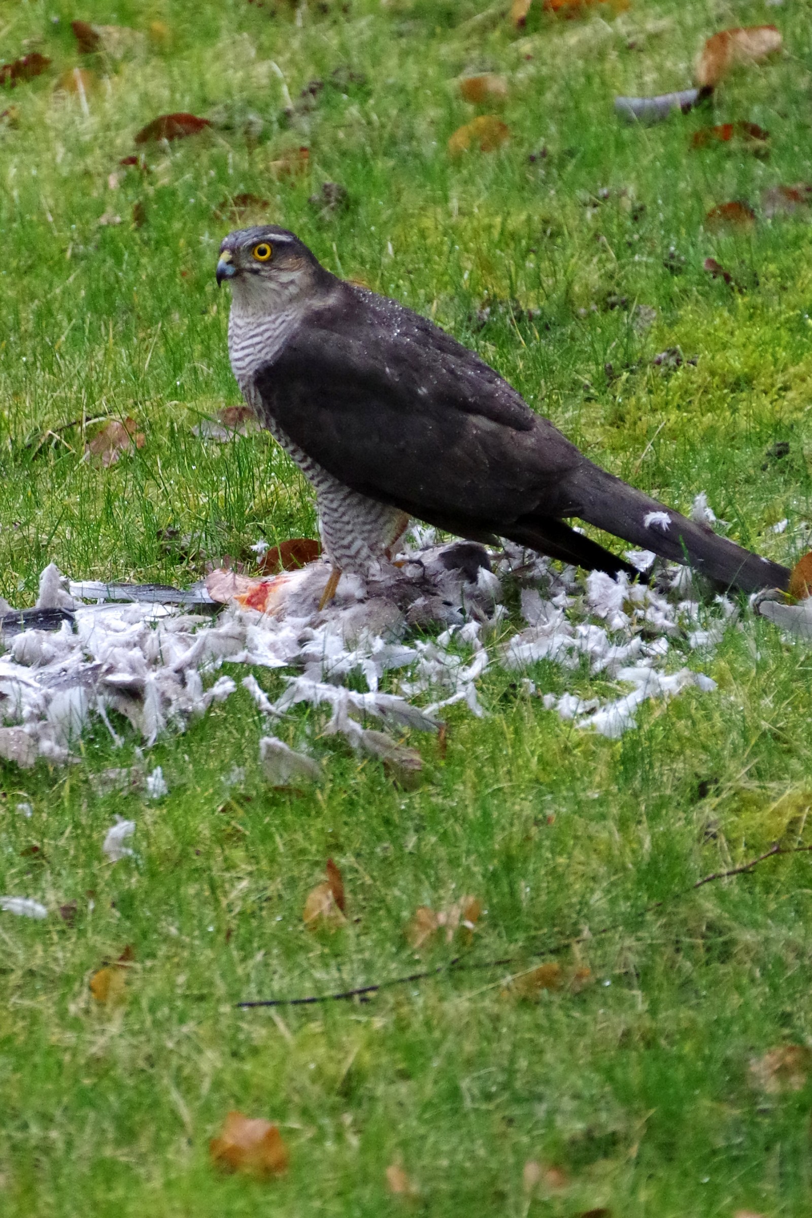 Has happened in my garden ...