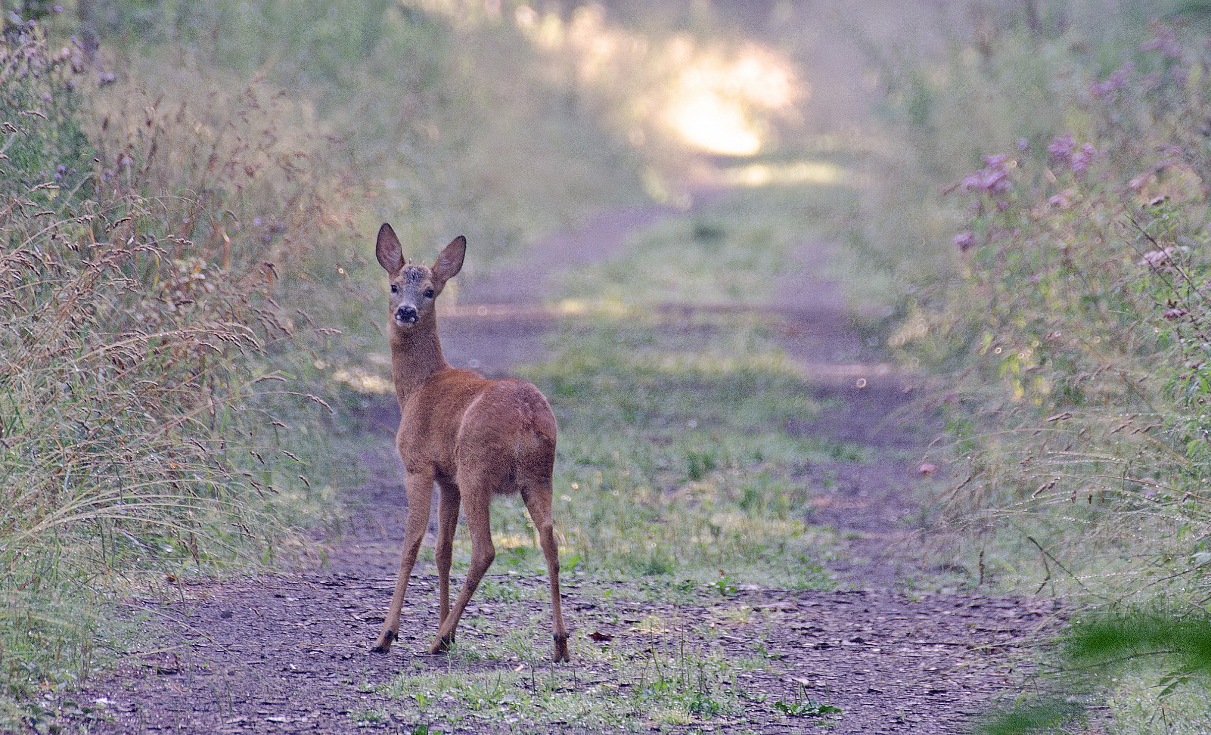 Young Roe Buck