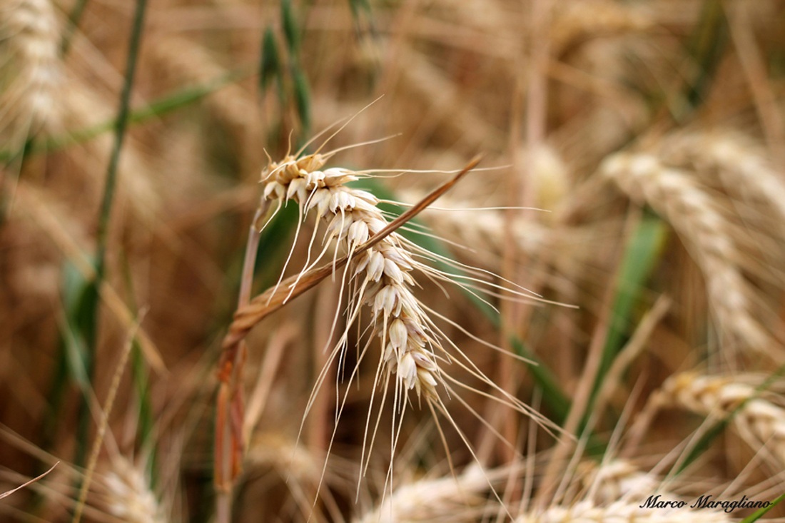 Spiga matura