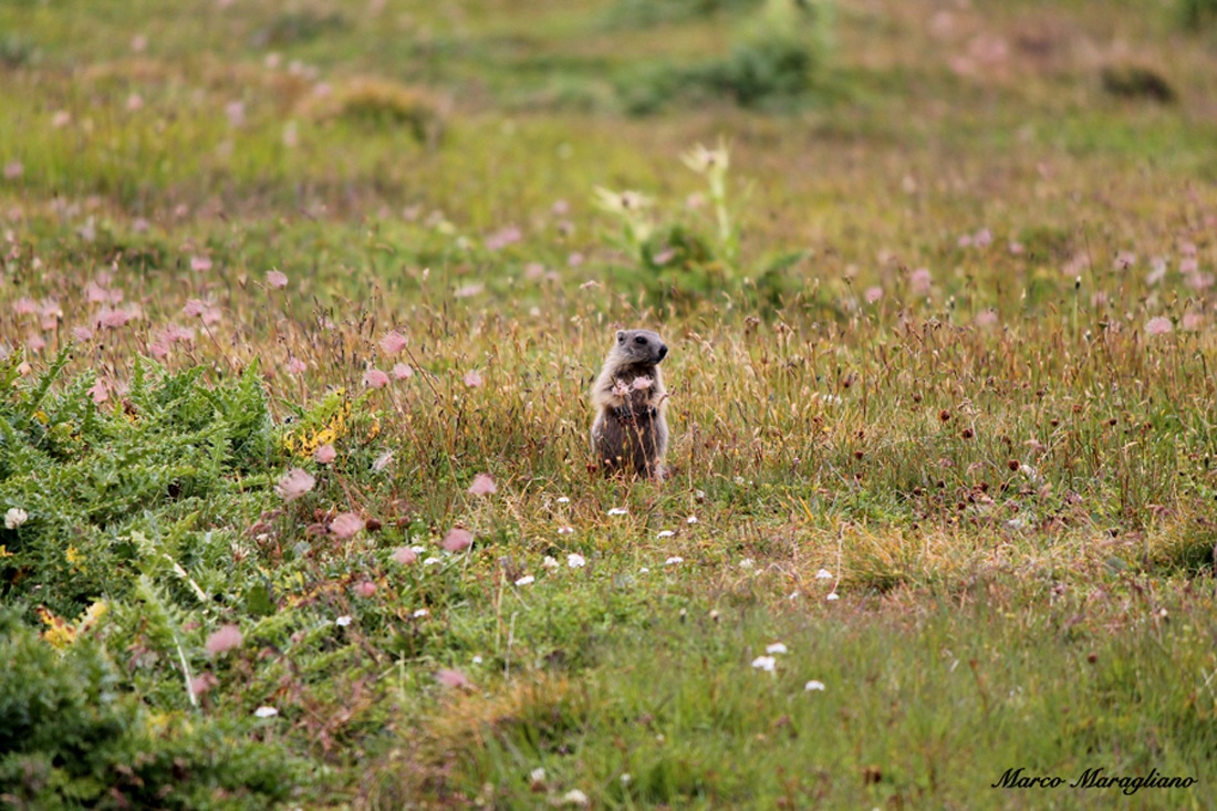 Cucciolo di marmotta