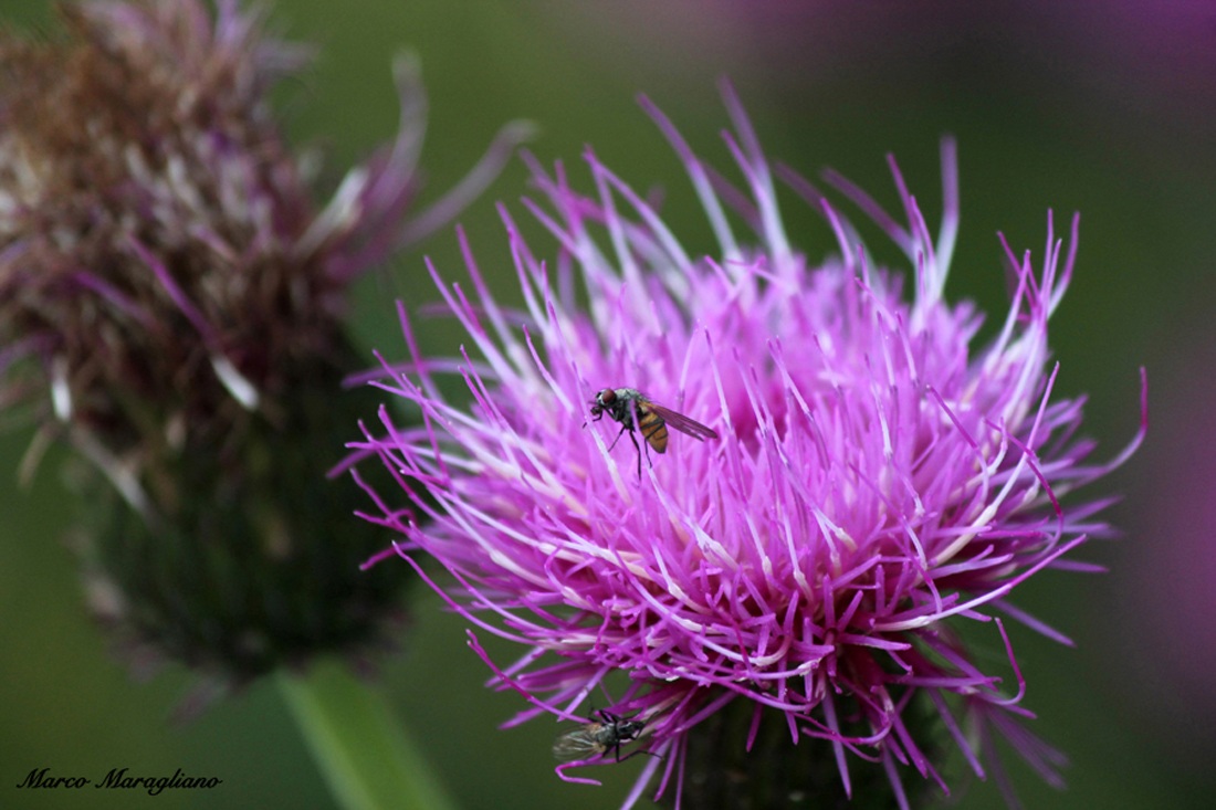 Mosca su un fiore viola