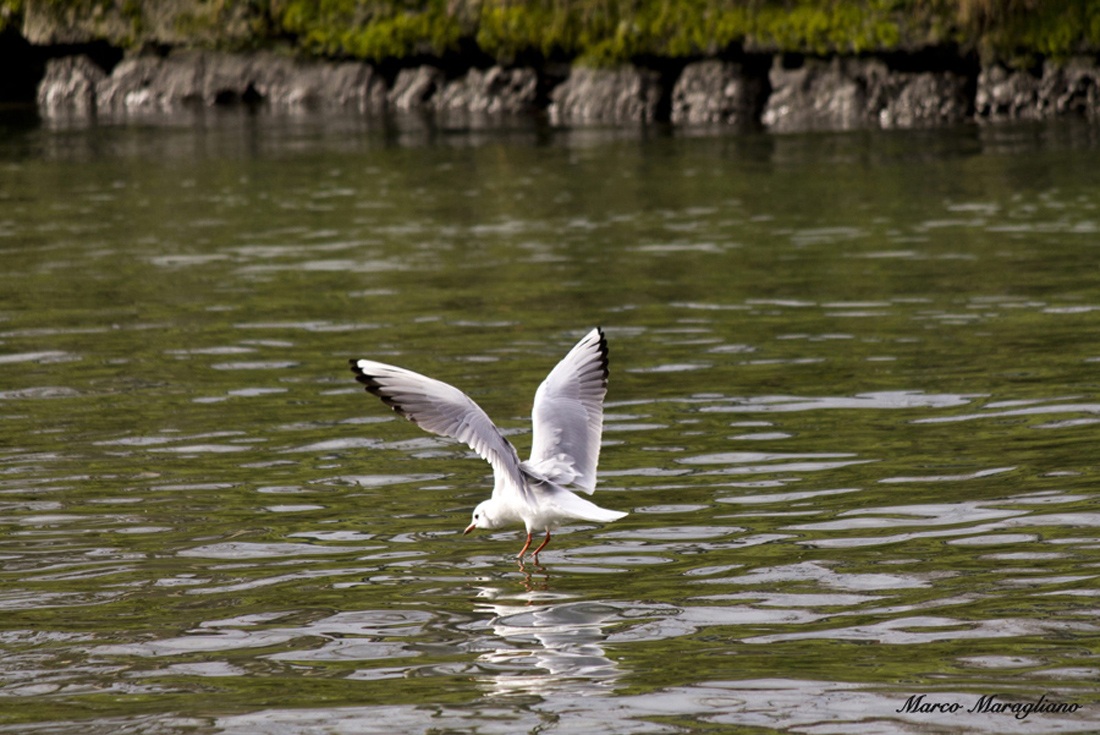 Atterraggio sull'acqua