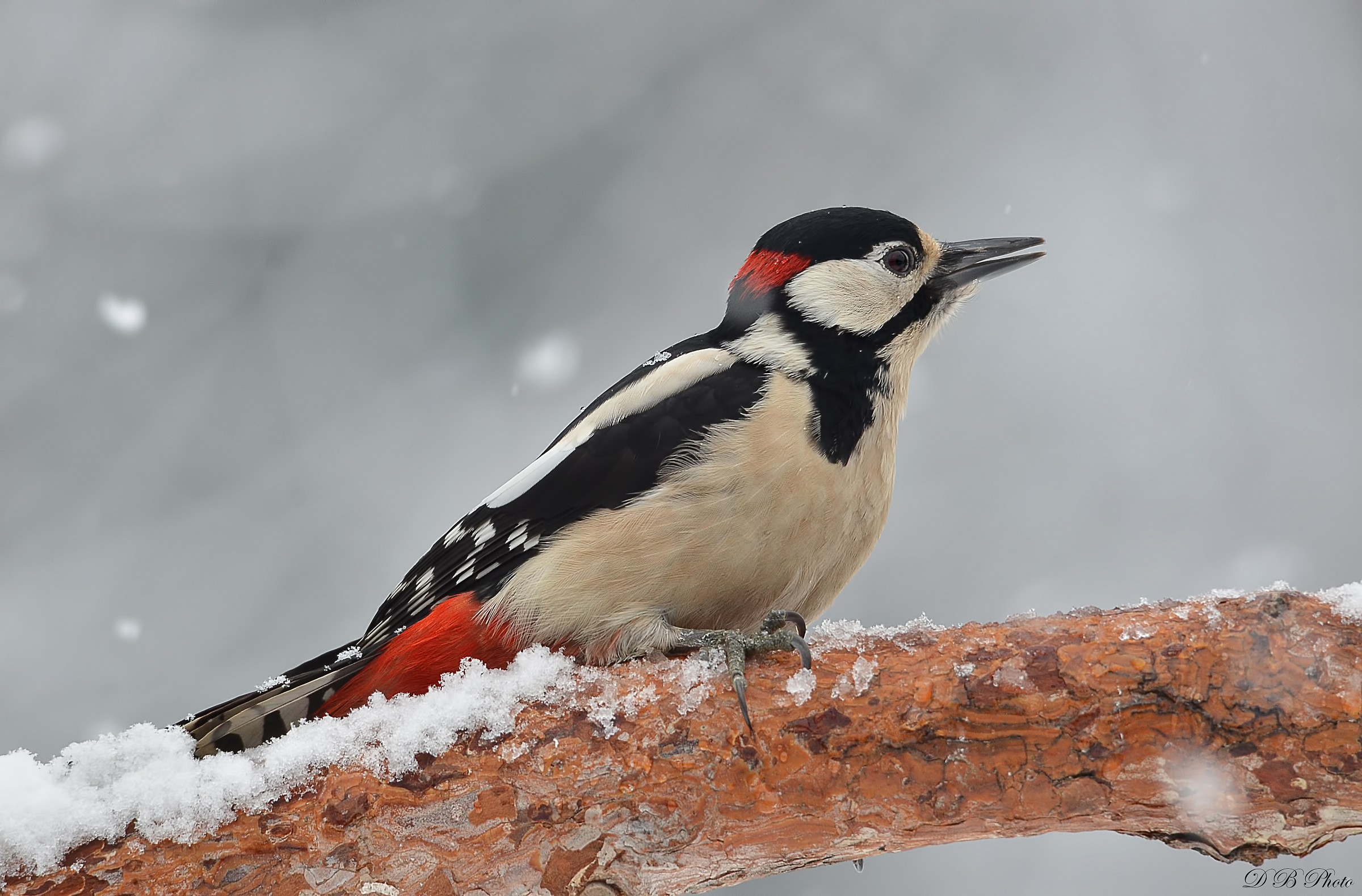 Primissimo piano di Rosso.......