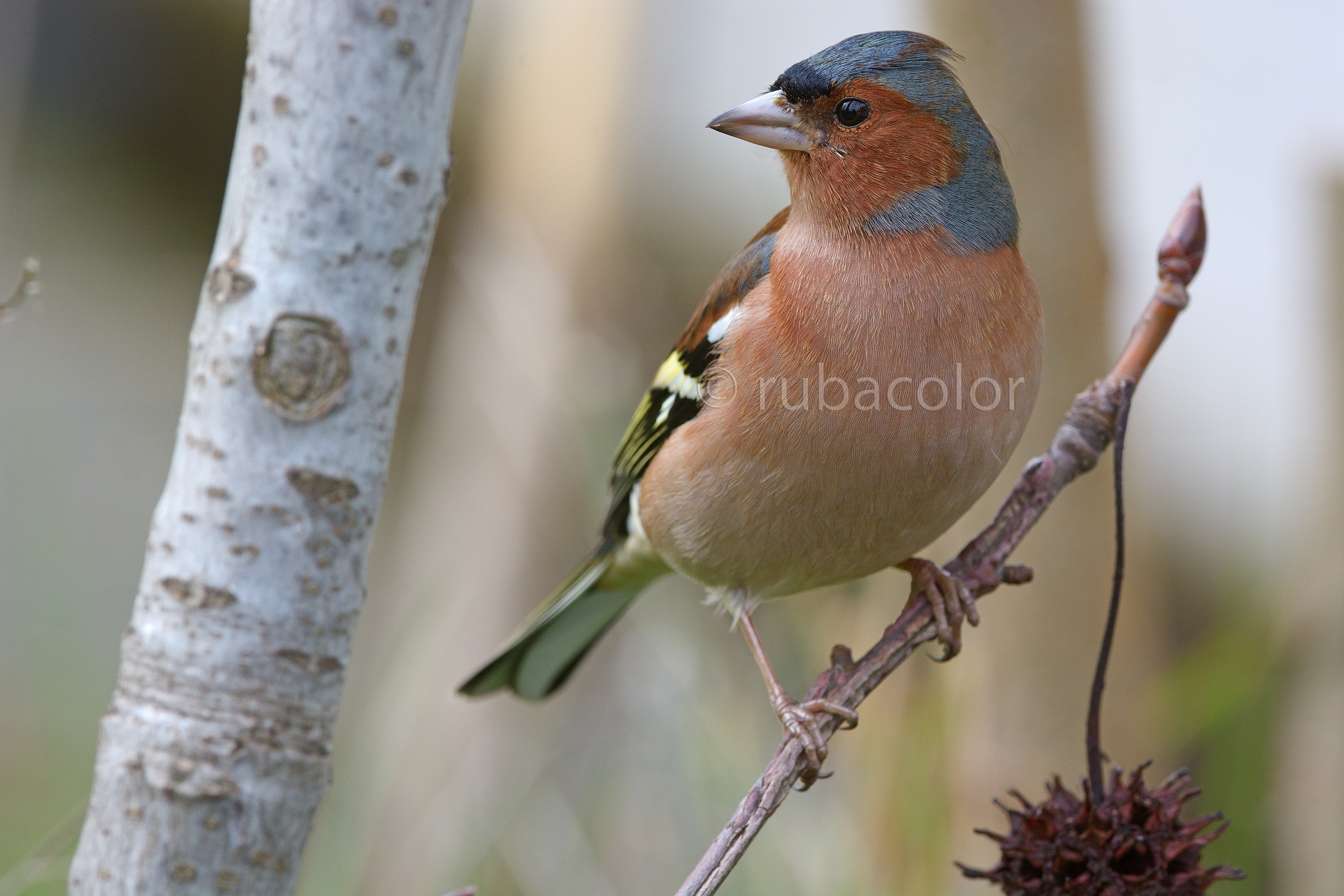 My new friend Chaffinch